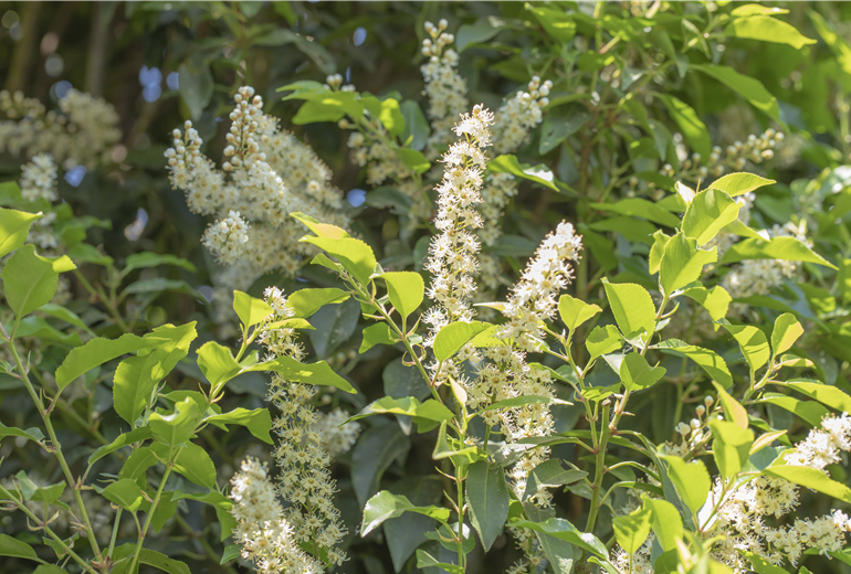 Prunus lusitanica 'Angustifolia' Prunus lusitanica 'Angustifolia'
