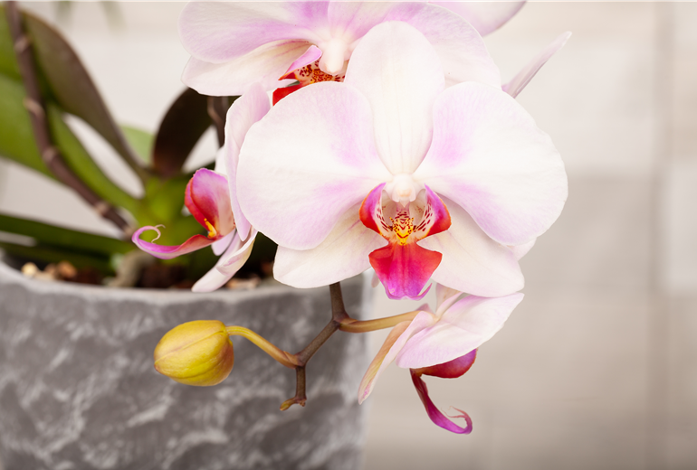 Phalaenopsis, hellrosa
