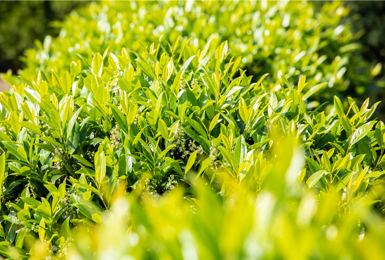 Prunus laurocerasus 'Caucasica' Prunus laurocerasus 'Caucasica'