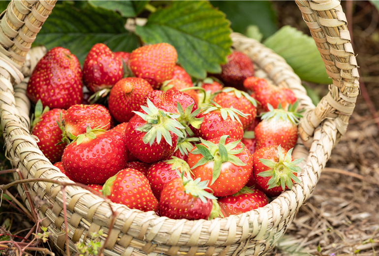 Erdbeeren im Korb