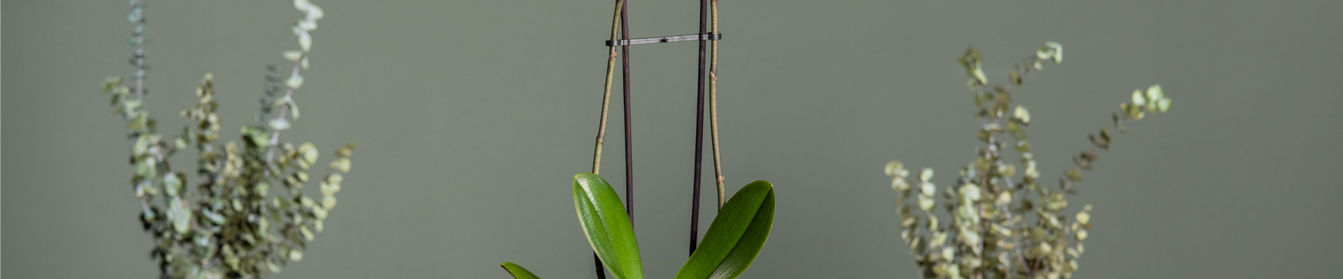 Phalaenopsis, gestreift