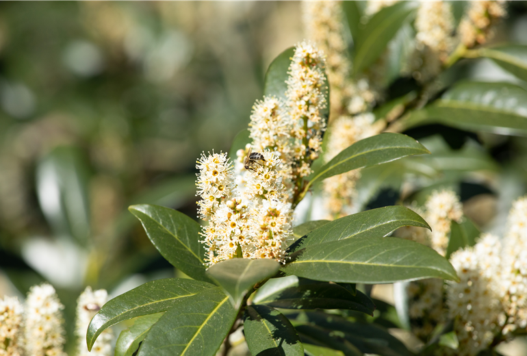 Prunus laurocerasus Prunus laurocerasus