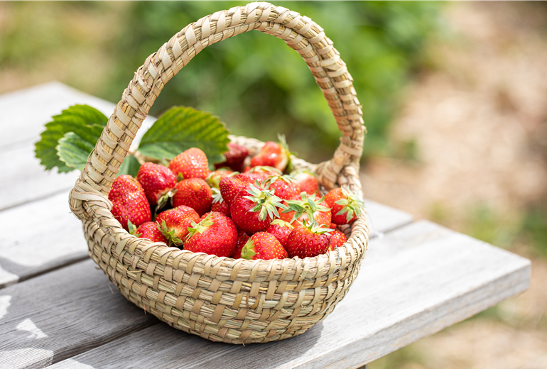Fragaria x ananassa 'Malwina'
