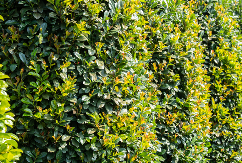 Prunus laurocerasus 'Etna'® Prunus laurocerasus 'Etna'®