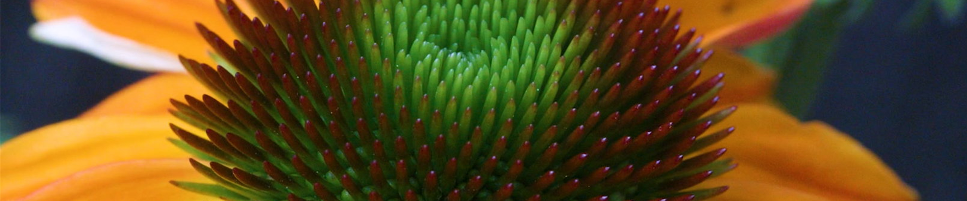 Purpursonnenhut - Einpflanzen im Garten (thumbnail)  Purpursonnenhut - Einpflanzen im Garten (thumbnail)