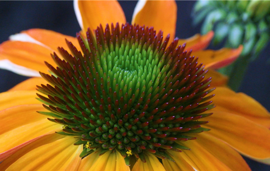 Purpursonnenhut - Einpflanzen im Garten Purpursonnenhut - Einpflanzen im Garten