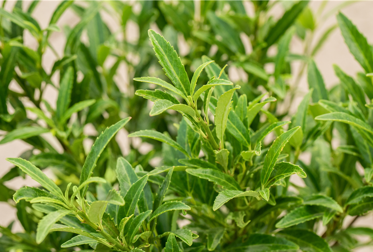 Prunus laurocerasus 'Sofia' Prunus laurocerasus 'Sofia'