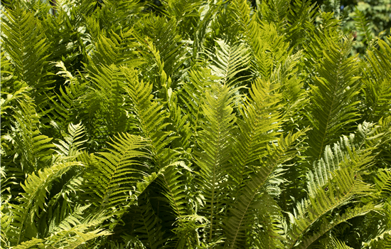 Farne im Garten als grüne Highlights im Schatten Farne im Garten als grüne Highlights im Schatten