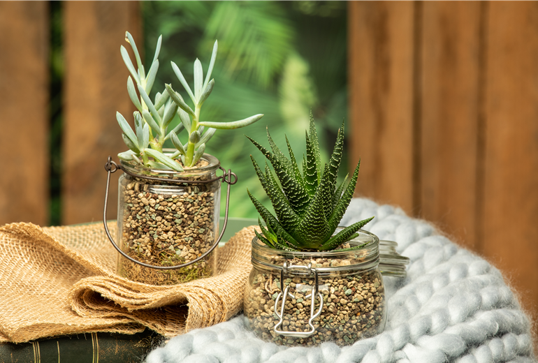 Sukkulenten in Granulat Sukkulenten in Granulat