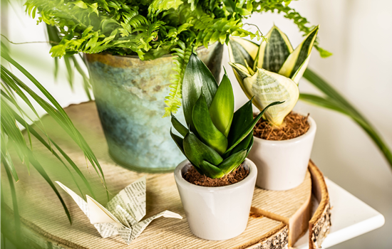 Raumgestaltung mit Zimmerpflanzen für einen grünen Dschungel Raumgestaltung mit Zimmerpflanzen für einen grünen Dschungel