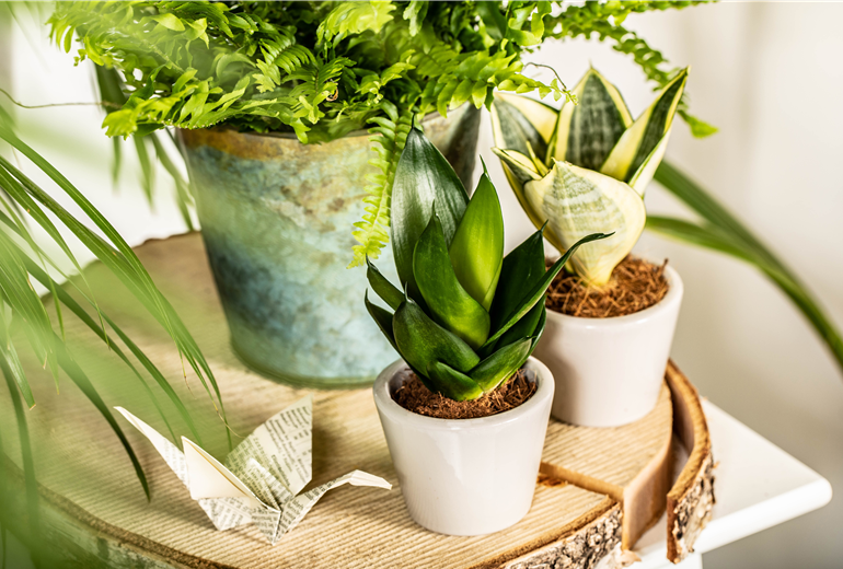 Sansevieria trifasciata Sansevieria trifasciata