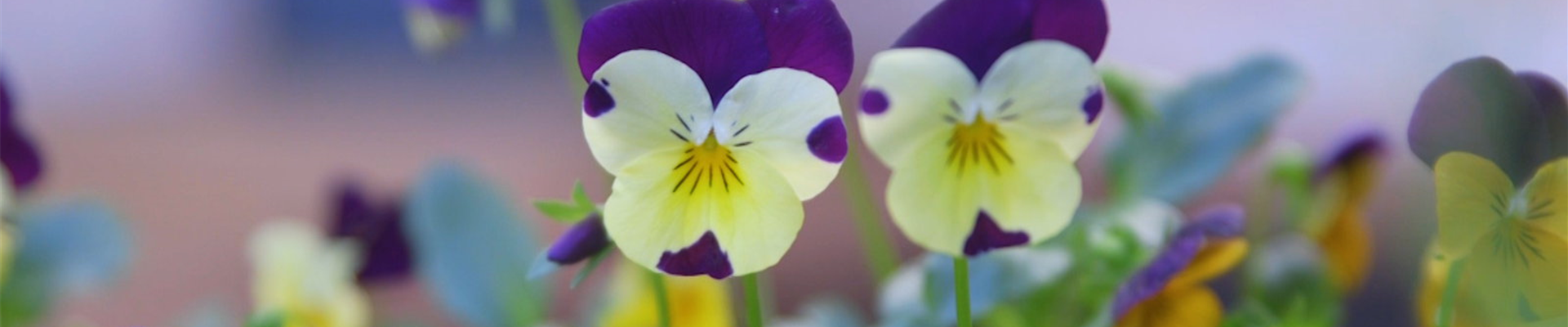 Wildes Stiefmütterchen - Einpflanzen im Garten (Thumbnail)
