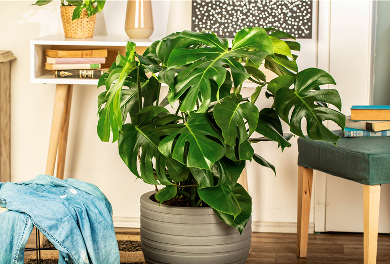 Monstera deliciosa Monstera deliciosa