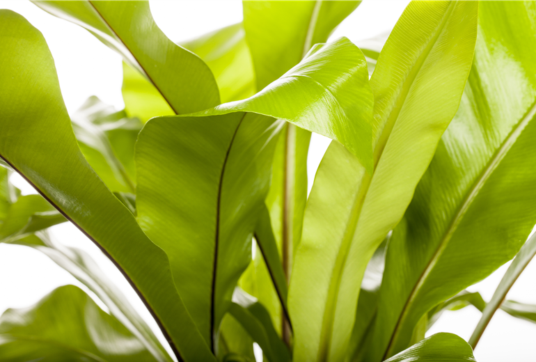 Asplenium nidus Asplenium nidus