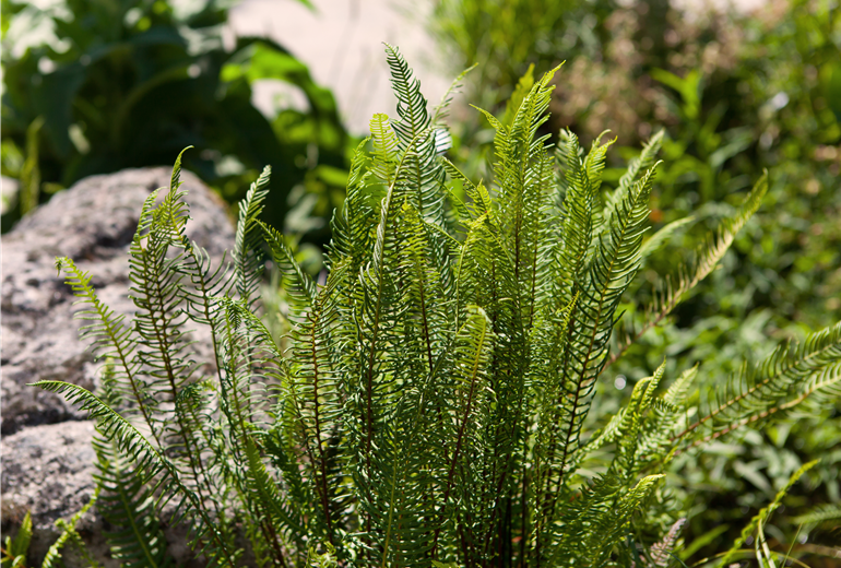 Blechnum spicant Blechnum spicant
