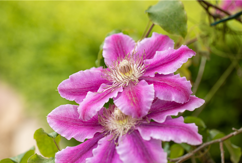 Clematis 'Dr. Ruppel' Clematis 'Dr. Ruppel'