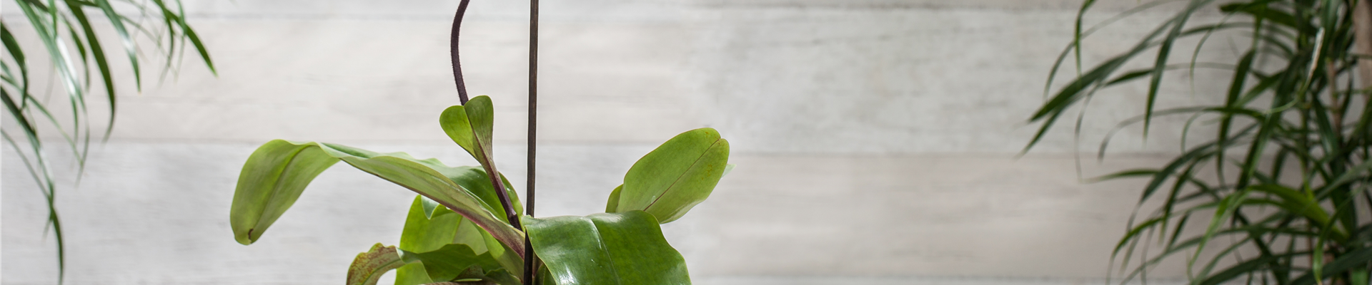 Paphiopedilum 'Pinocchio'