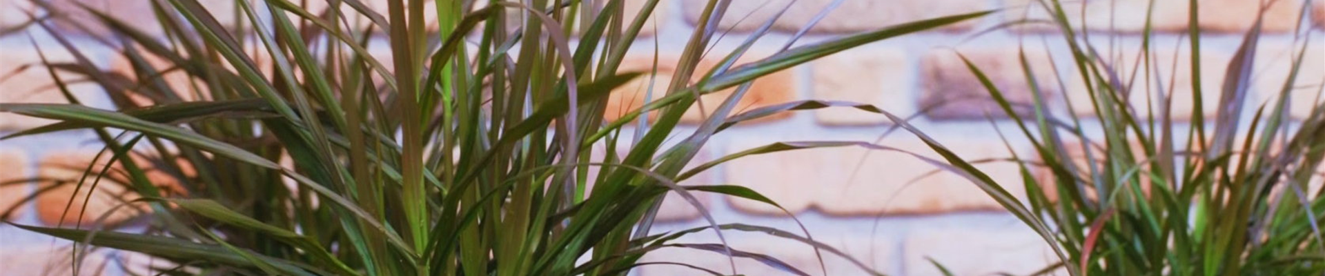 Afrikanisches Lampenputzergras - Einpflanzen im Garten (thumbnail) Afrikanisches Lampenputzergras - Einpflanzen im Garten (thumbnail)