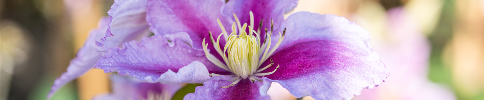 Clematis 'Piilu' Clematis 'Piilu'