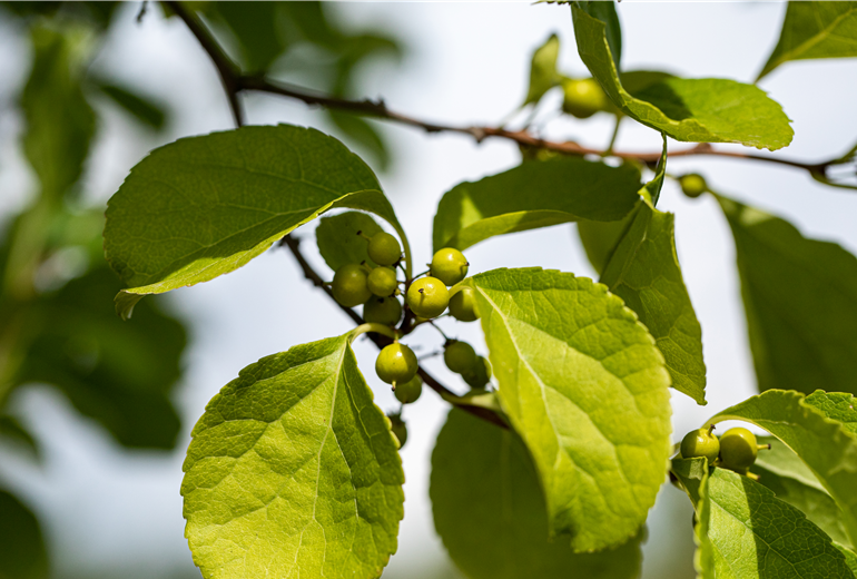 Celastrus orbiculatus Celastrus orbiculatus