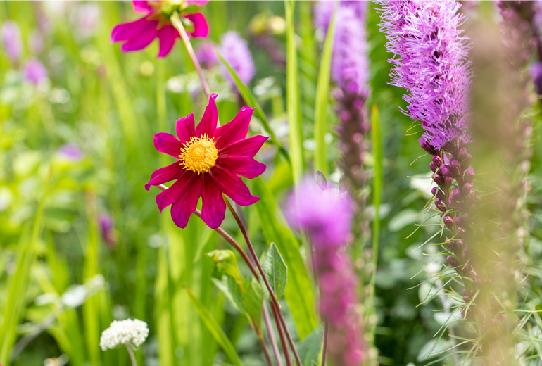 Dahlia Einfach blühend, karminrot Dahlia Einfach blühend, karminrot