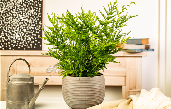 Zimmerpflanzen kaufen und Leben ins Haus holen Zimmerpflanzen kaufen und Leben ins Haus holen