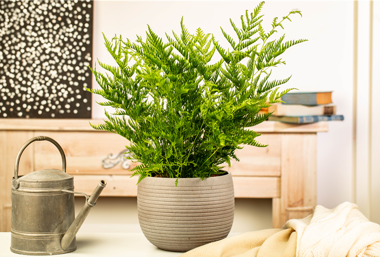 Pteris dentata Pteris dentata