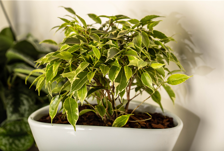 Ficus benjamina 'Kinky' Ficus benjamina 'Kinky'