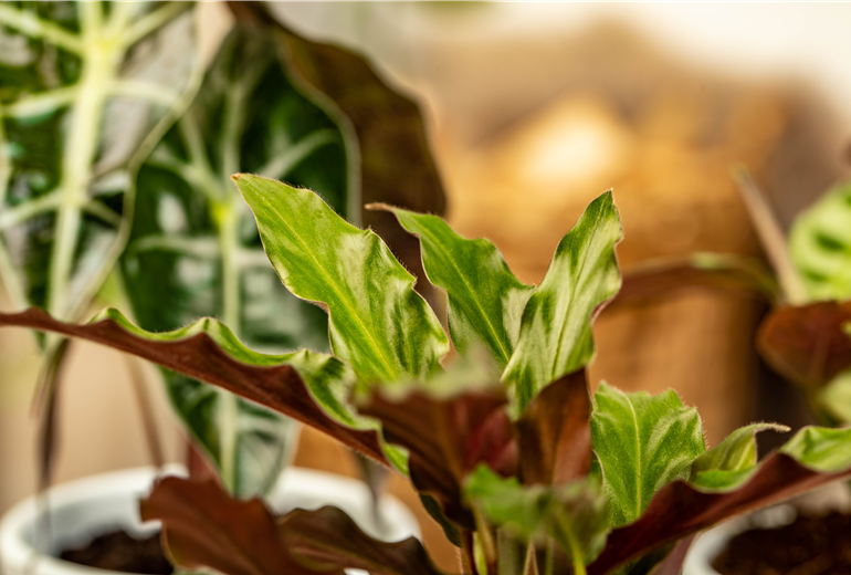 Calathea rufibarba Calathea rufibarba