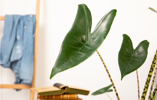 Zimmerpflanzen pflegen für die Gesundheit der Mitbewohner Zimmerpflanzen pflegen für die Gesundheit der Mitbewohner