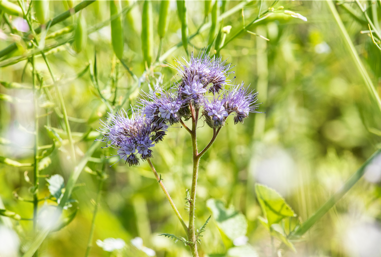 Phacelia tanacetifolia Phacelia tanacetifolia
