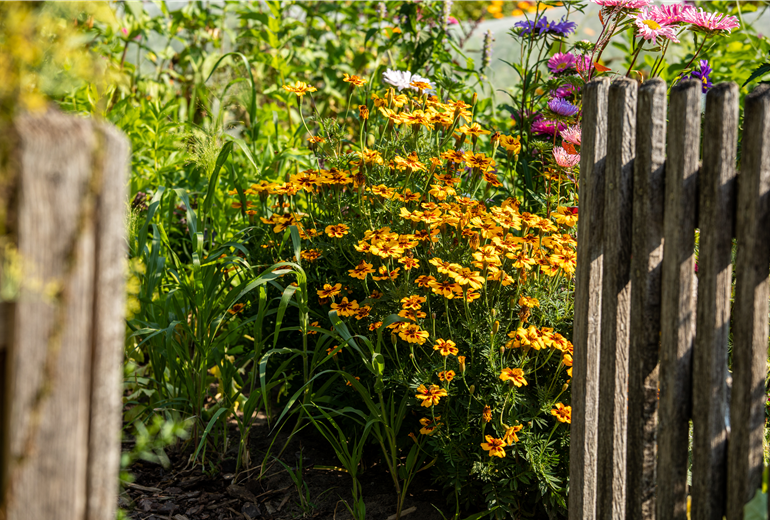 Tagetes tenuifolia Tagetes tenuifolia