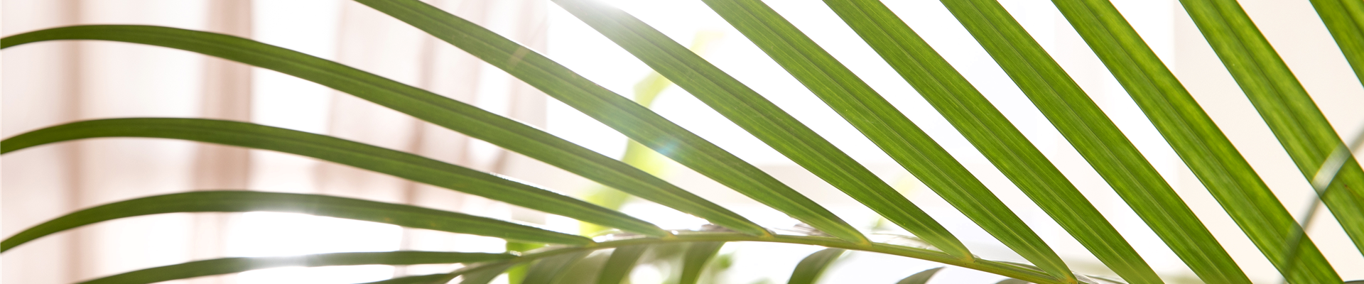 Chrysalidocarpus lutescens Chrysalidocarpus lutescens