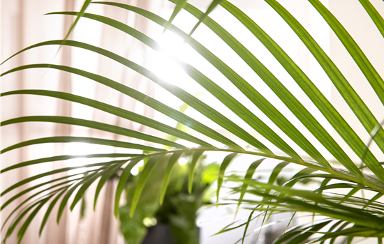 Zimmerpflanzen schneiden – Ist das wirklich notwendig? Zimmerpflanzen schneiden – Ist das wirklich notwendig?