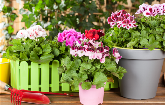 Geranien als beliebte Klassiker für Balkon und Garten Geranien als beliebte Klassiker für Balkon und Garten