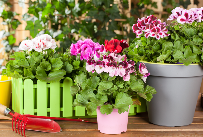 Pelargonium grandiflorum Pelargonium grandiflorum