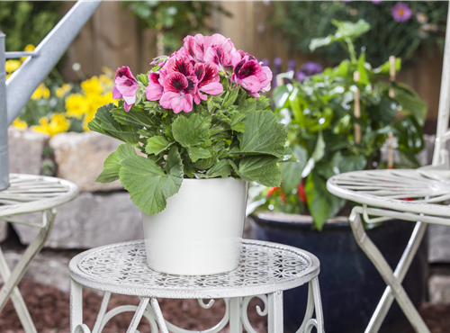 Pelargonium grandiflorum Pelargonium grandiflorum