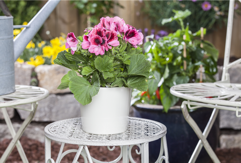 Pelargonium grandiflorum Pelargonium grandiflorum