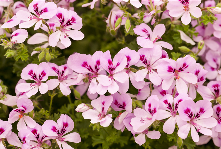 Pelargonium peltatum 'Lemona' Pelargonium peltatum 'Lemona'
