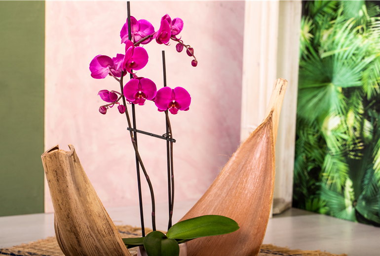 Phalaenopsis, pink