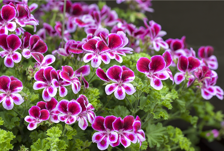 Pelargonium crispum 'PAC® Angels Perfume'