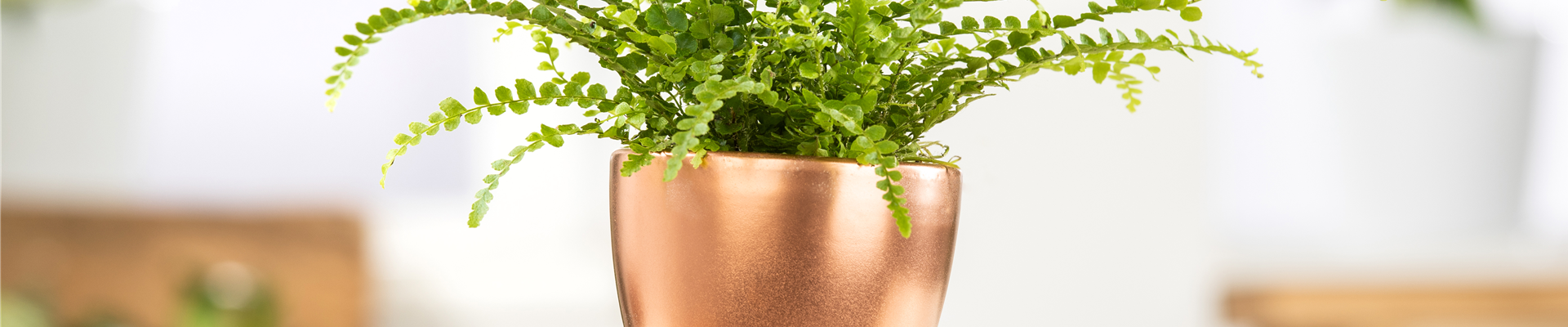 Nephrolepis exaltata 'Bostoniensis' Nephrolepis exaltata 'Bostoniensis'