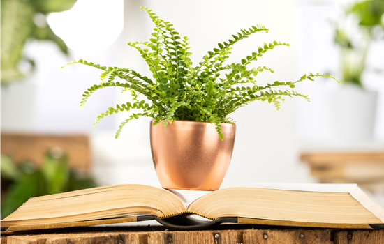 Schädlinge an Zimmerpflanzen erkennen und vorbeugen Schädlinge an Zimmerpflanzen erkennen und vorbeugen