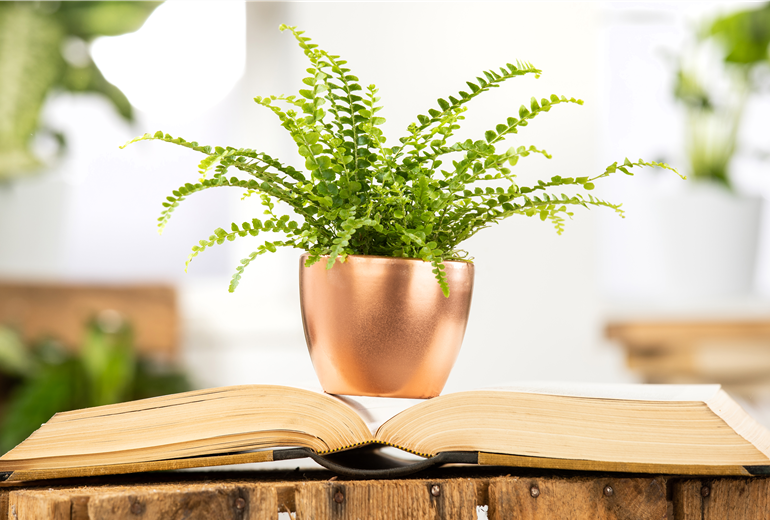 Nephrolepis exaltata 'Bostoniensis' Nephrolepis exaltata 'Bostoniensis'