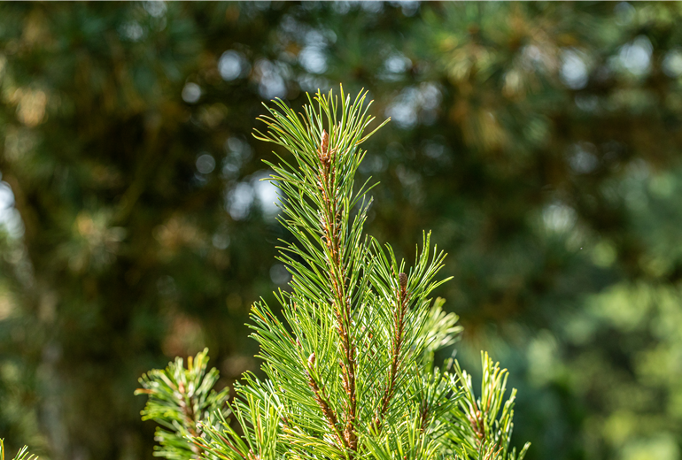 Pinus mugo 'Dirk'