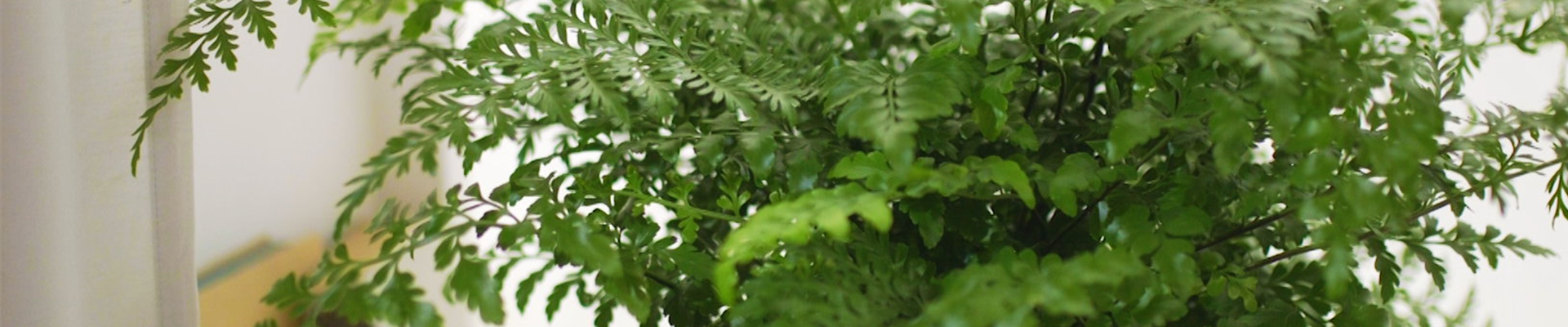 Nestfarn - Einpflanzen in ein Gefäß (thumbnail) Nestfarn - Einpflanzen in ein Gefäß (thumbnail)