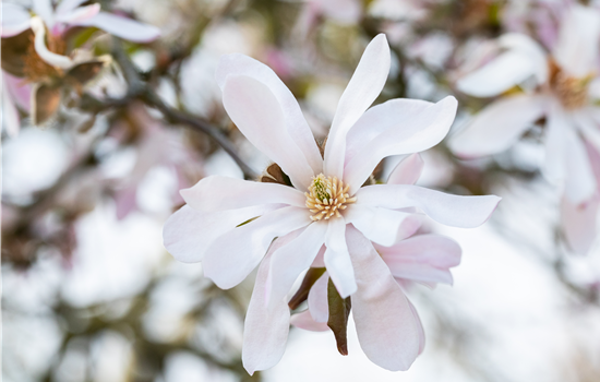 Frühblühende Gehölze zum Start ins neue Gartenjahr Frühblühende Gehölze zum Start ins neue Gartenjahr