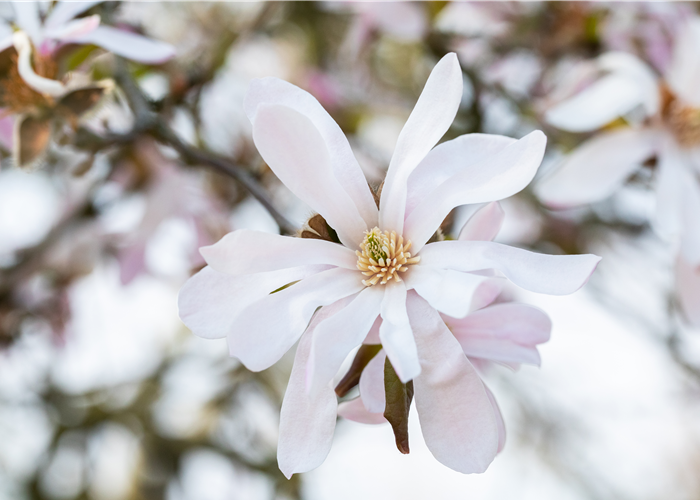 Frühblühende Gehölze zum Start ins neue Gartenjahr