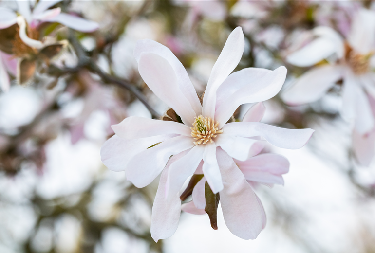 Magnolia x loebneri 'Leonard Messel'