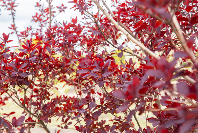 Cotinus coggygria 'Royal Purple' Cotinus coggygria 'Royal Purple'